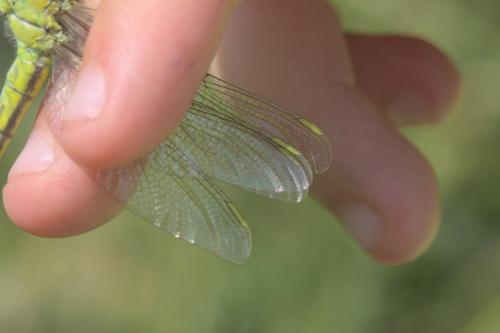 Gomphus simillimus